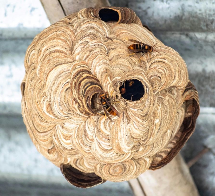 nid de guêpe sous hangar